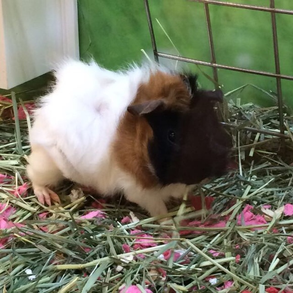 Meet your Posher, Theresa - Picture 1 of 1